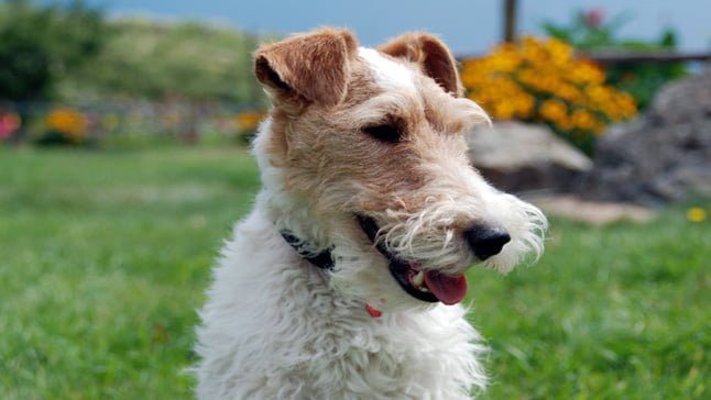 fox terrier