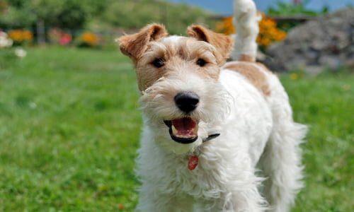 perro de caza fox terrier