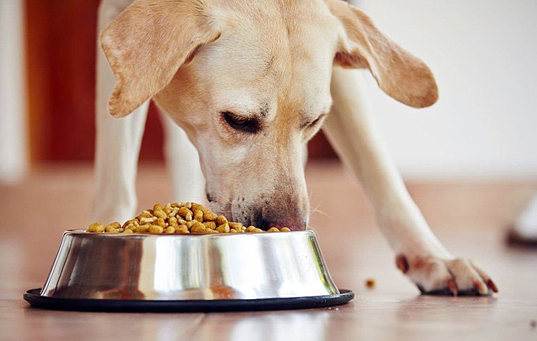 perro comiendo pienso