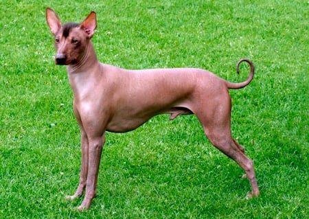 perro sin pelo del perú