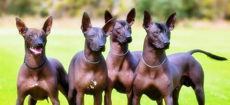 Perro sin pelo Argentino PILA