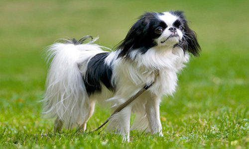 perro-spaniel-japones