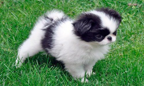 spaniel_japones_cachorro