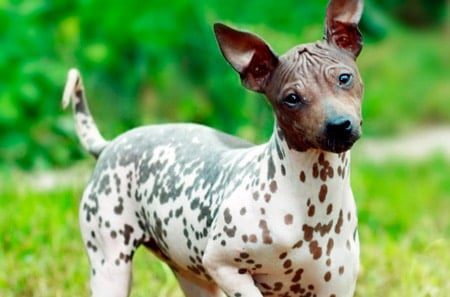 terrier americano sin pelo