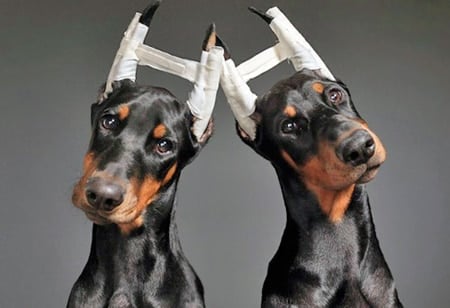 vendaje correctivo en orejas de perro