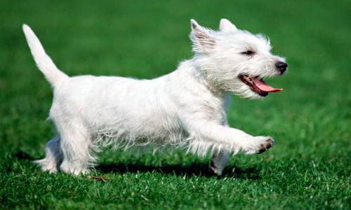 Perro Westie corriendo