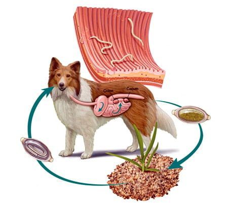 ciclo de contagio de parásitos en perros