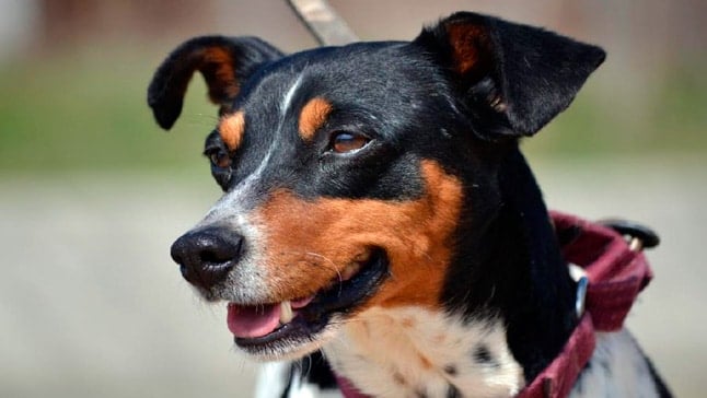 bodeguero ratonero andaluz 1 1