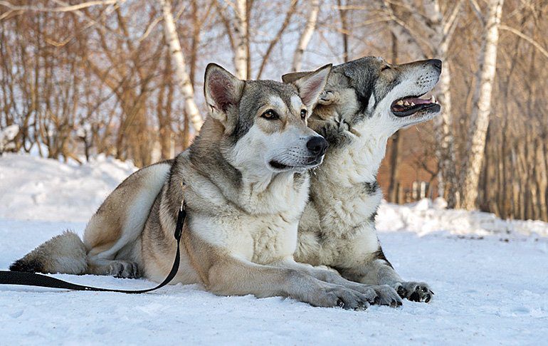 pareja de Perros lobo de Saarloos