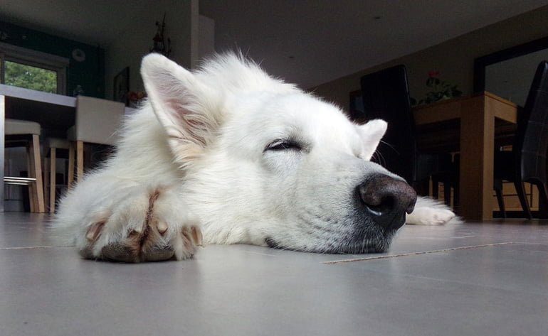 pastor suizo durmiendo