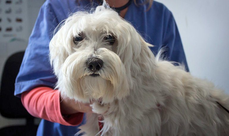 perro con Amiloidosis en el veterinario