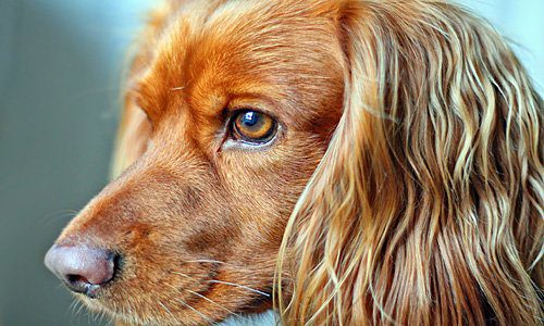 perro-con-pelo-brillante