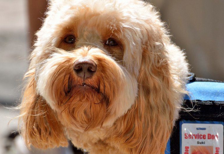 perro de asistencia