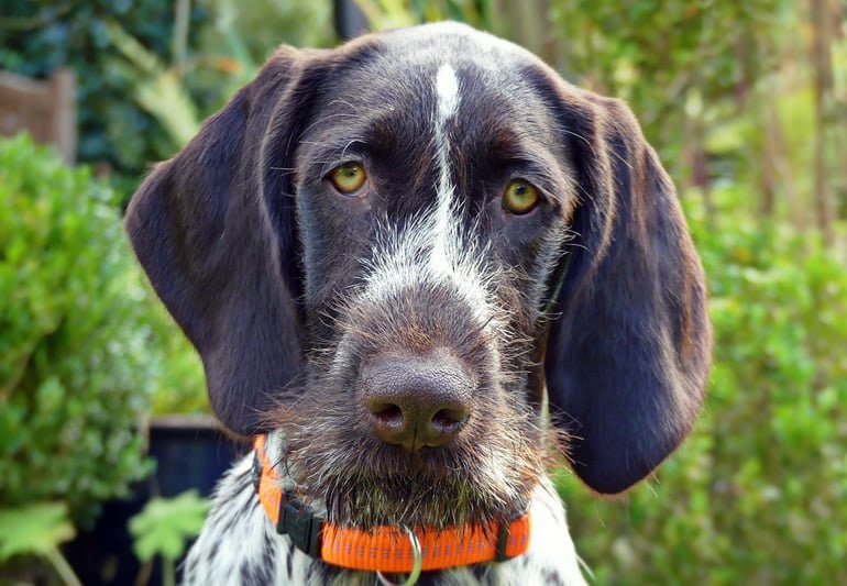 perro mayor con ataxia