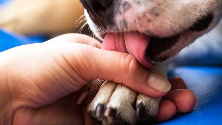 perro se lame en exceso y se provoca ulcera