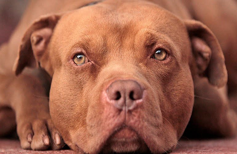 pitbull red nose