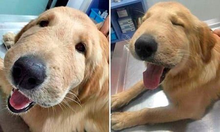 perro con la boca inflamada