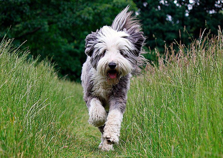 Bearded collie corriendo