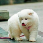 Cachorro de perro samoyedo con la lengua fuera