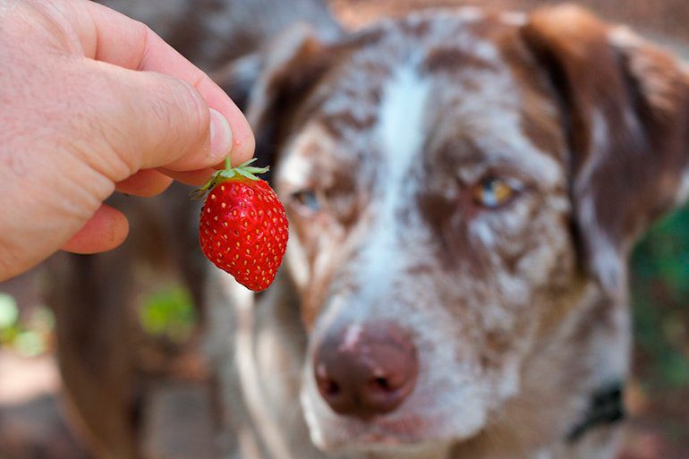Perro comiendo fresa