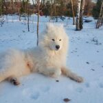 Samoyedo tumbado sobre la nieve