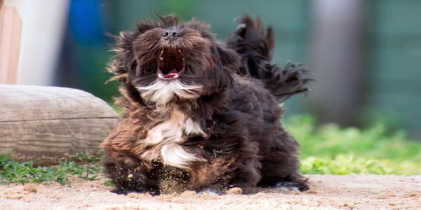 agresividad perro miedo