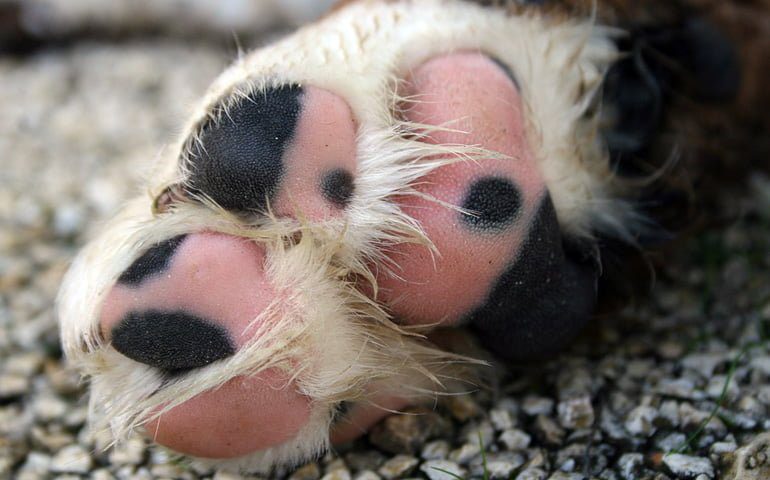 almohadillas canas de un perro