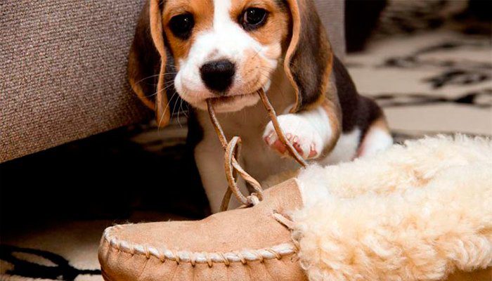 cachorro mordiendo cordones