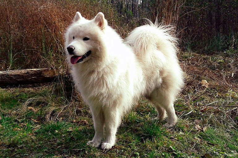 características del samoyedo