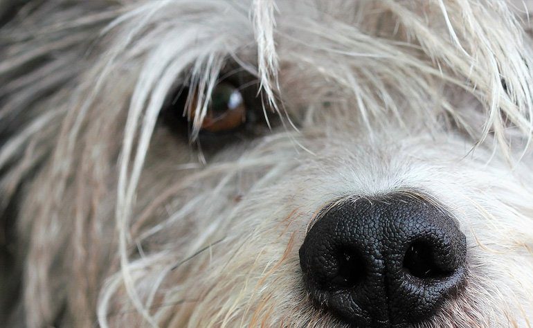 ojo de perro con conjuntivitis