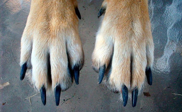 patas delanteras de un perro y sus uñas