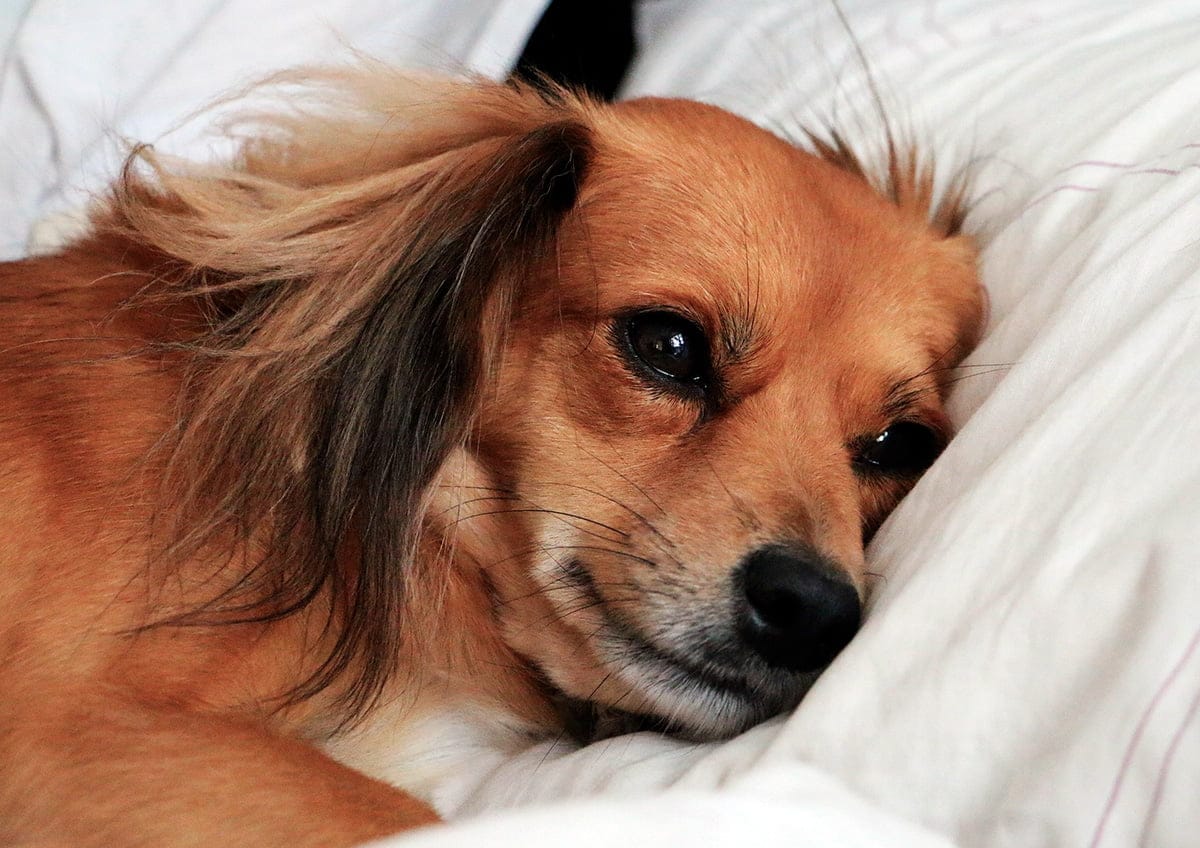 perra prenada descansa sobre una cama