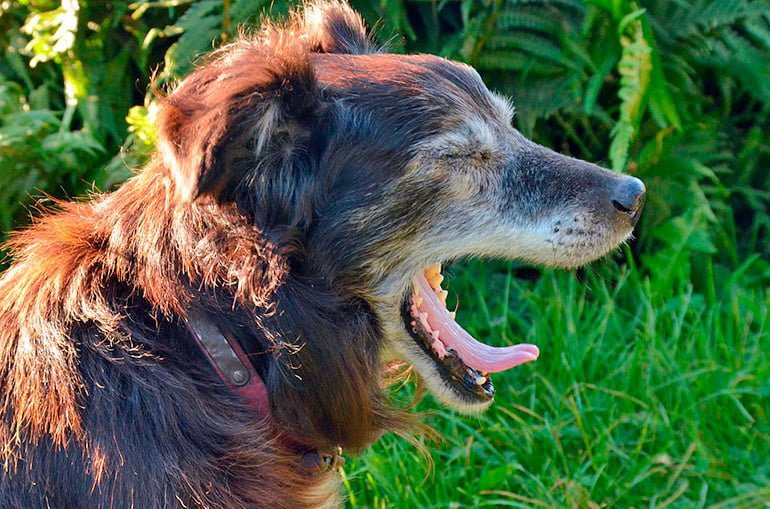 perro anciando con dolor al defecar