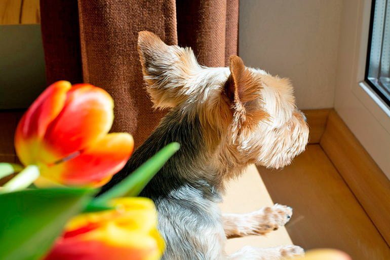 perro asomado por la ventana esperando a su dueño