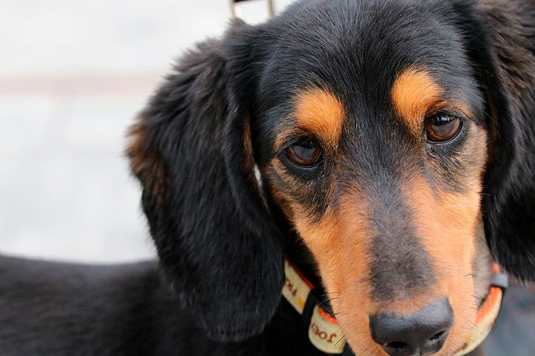 perro con dolor en el oido