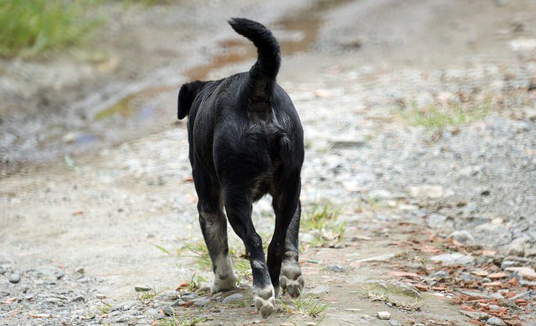 perro con extreñimiento cronico