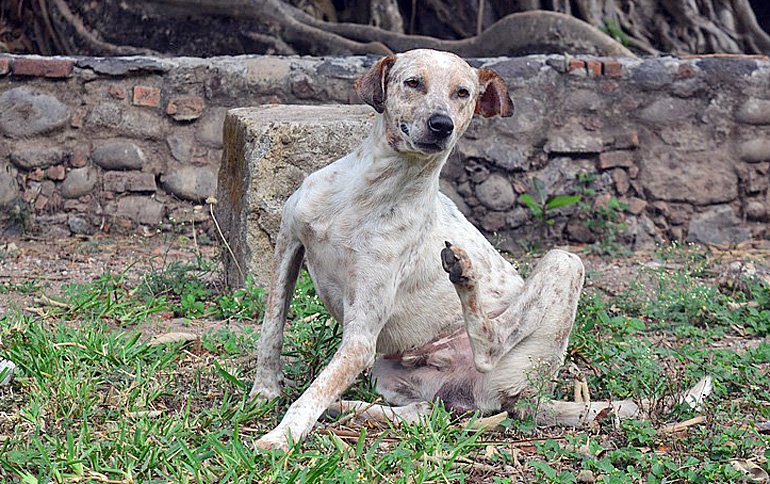 perro con pulgas rascandose por picor
