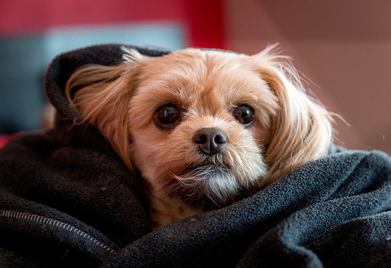perro con úlcera estomacal