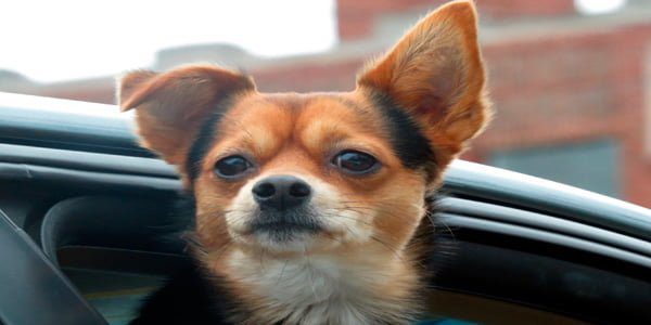perro en coche