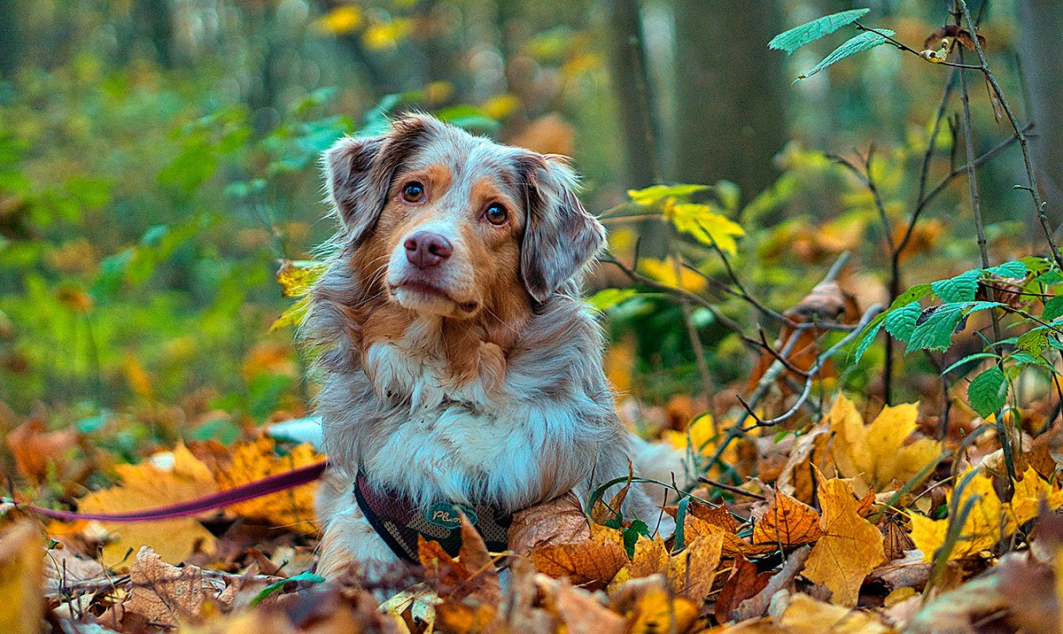 perro en el bosque 1