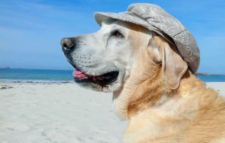 perro en la playa