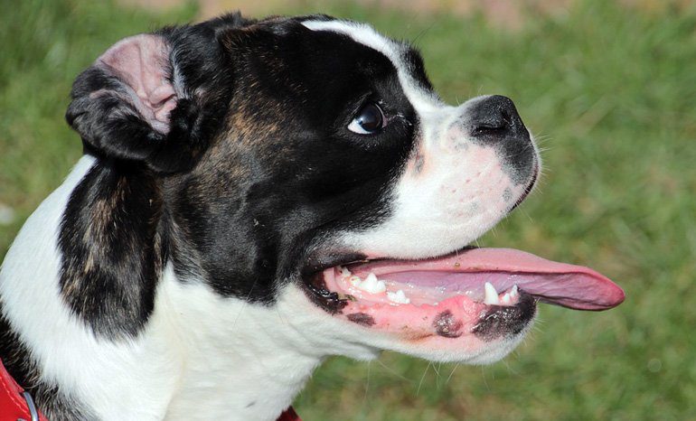 perro jadeando mucho