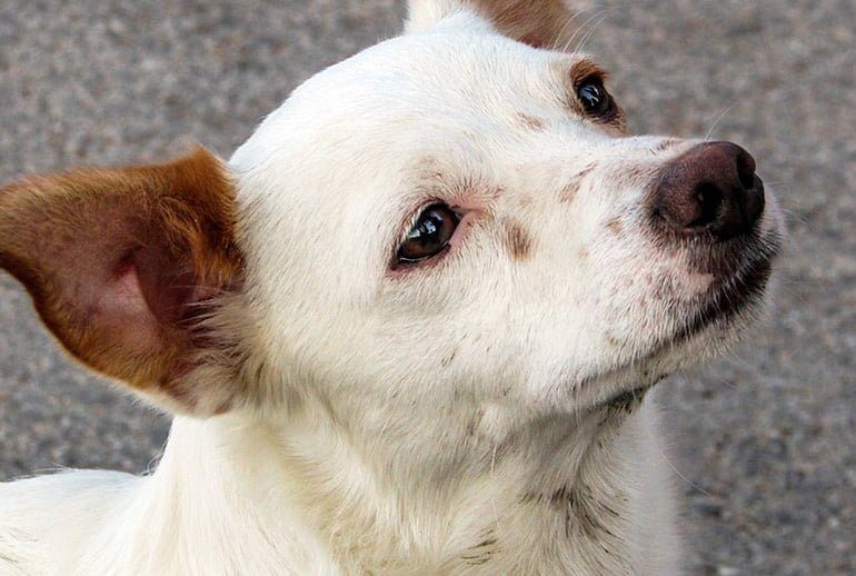 perro mestizo de tamaño medio