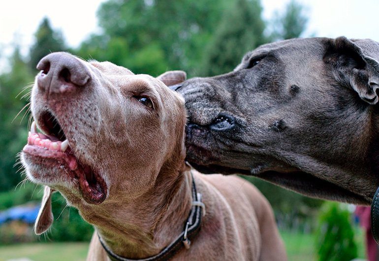 perro oliendo el oido de otro perro con malassezia