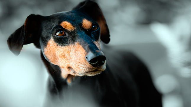 perro prediciendo muerte