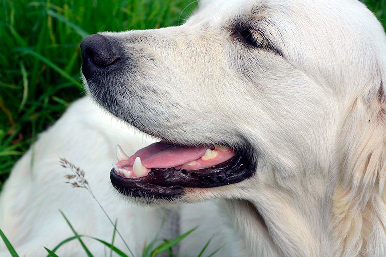 perro retriever blanco