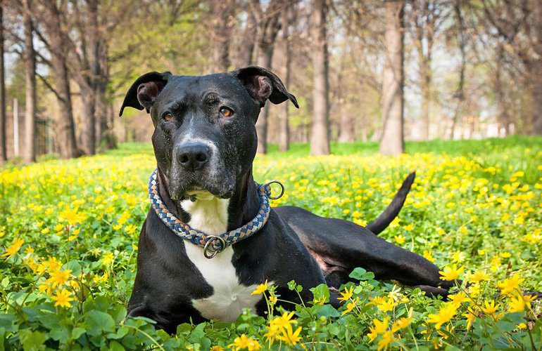 pitbull tumbado en el jardçín