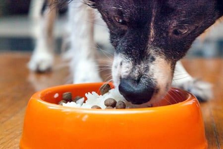 perro comiendo arroz