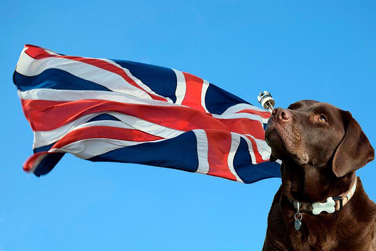 bandera inglesa con labrador retriever