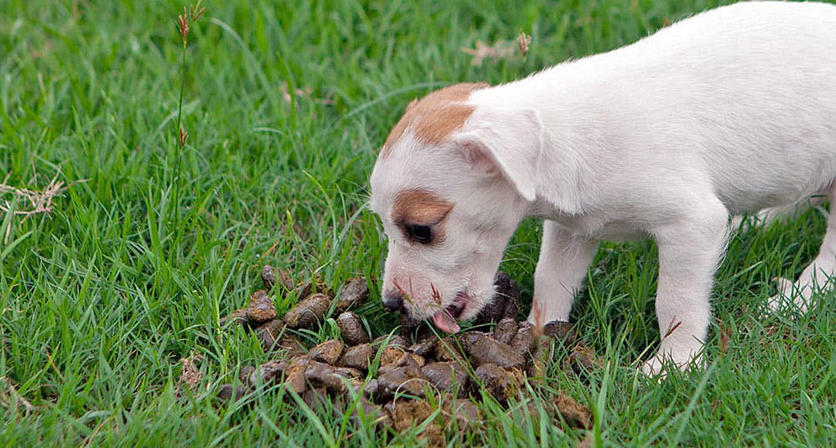 cachorro comiendo heces animales